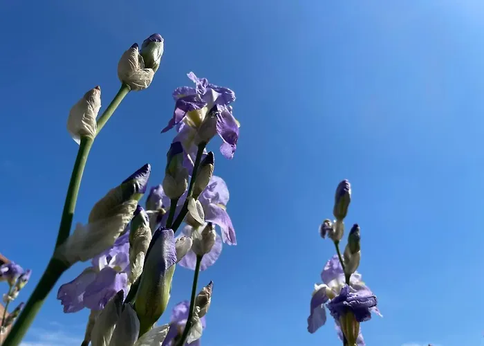 La Campagnetta 3* Alassio